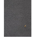 Foulard Rinascimento 